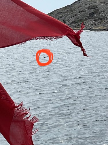 Sæler i den svenske Skærgård